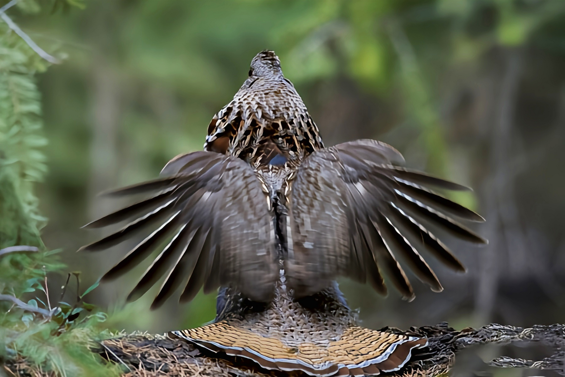 跨年创作挑战赛# 披肩榛鸡(学名:bonas.