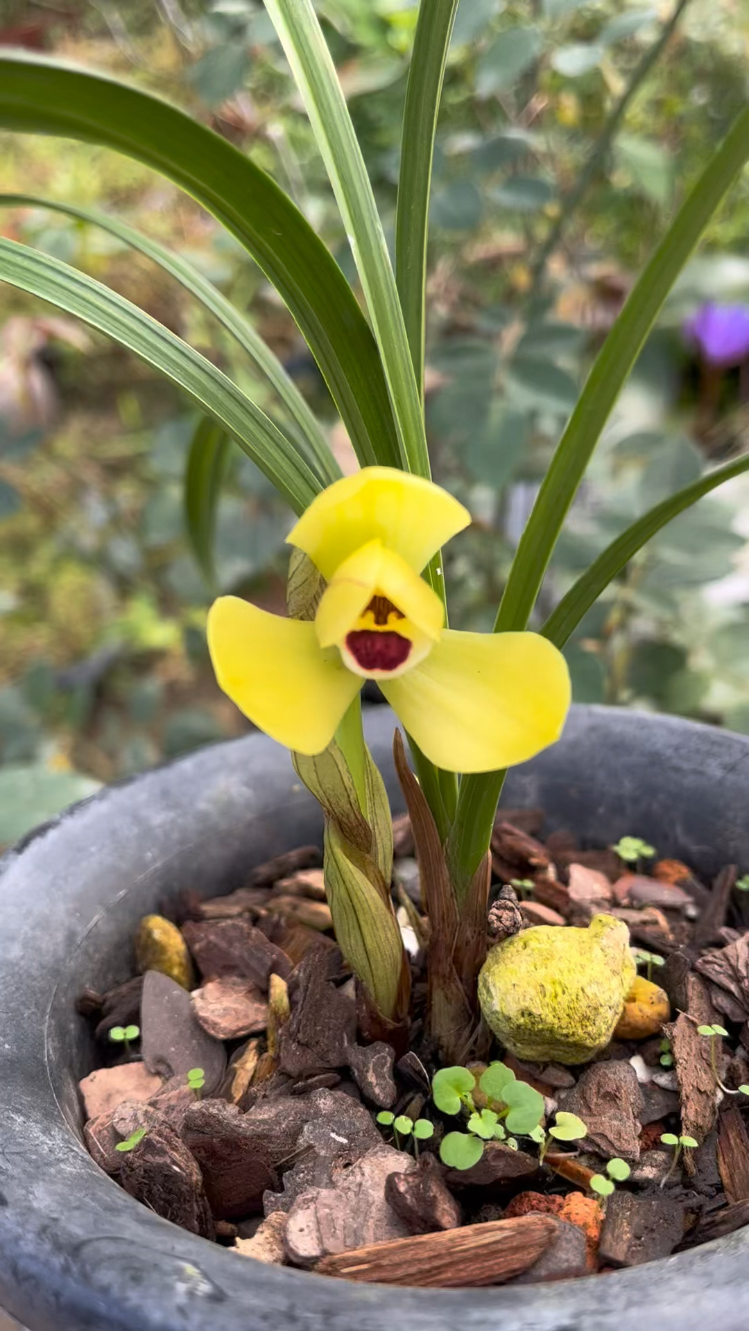 春兰红桃心黄荷