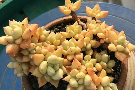 想知道如何把红象牙多肉养得壮硕又美丽吗?