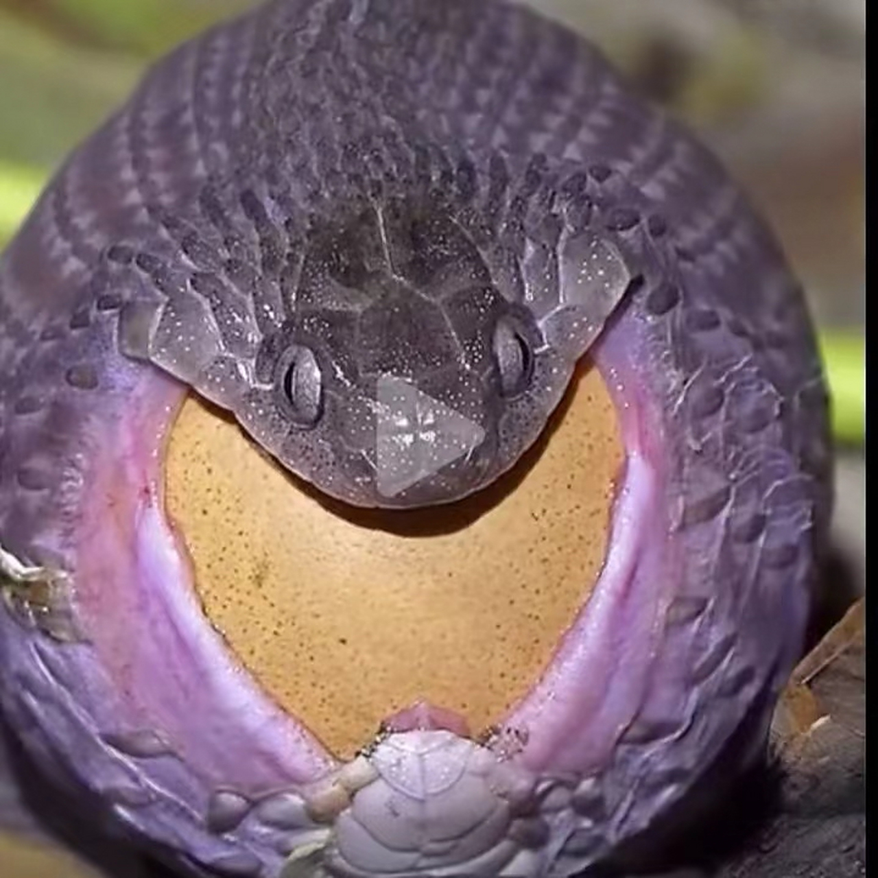 看着这条蛇吞鸡蛋实在费劲.不是有牙齿吗?