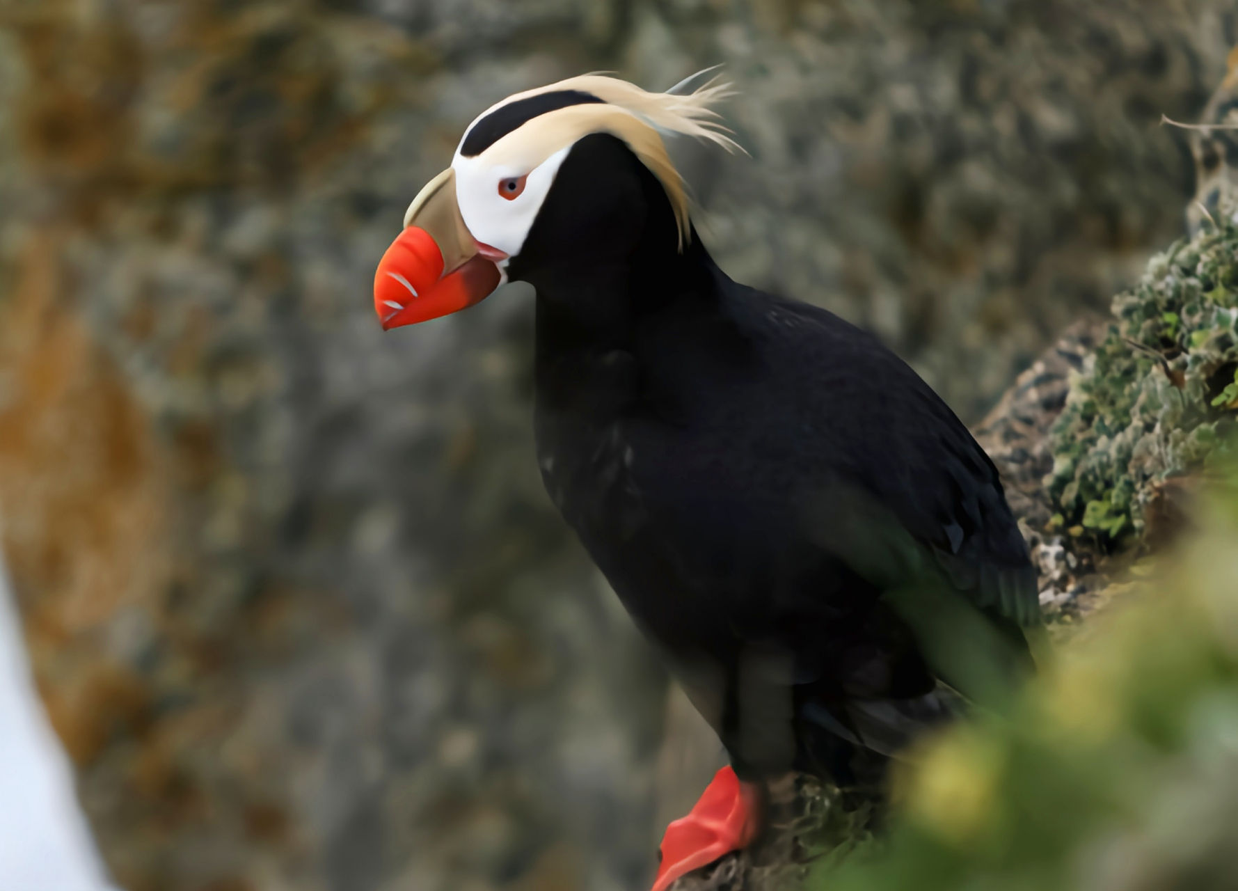 跨年创作挑战赛#  簇羽海鹦是高度社会化的鸟类,集大群生活,群体合作