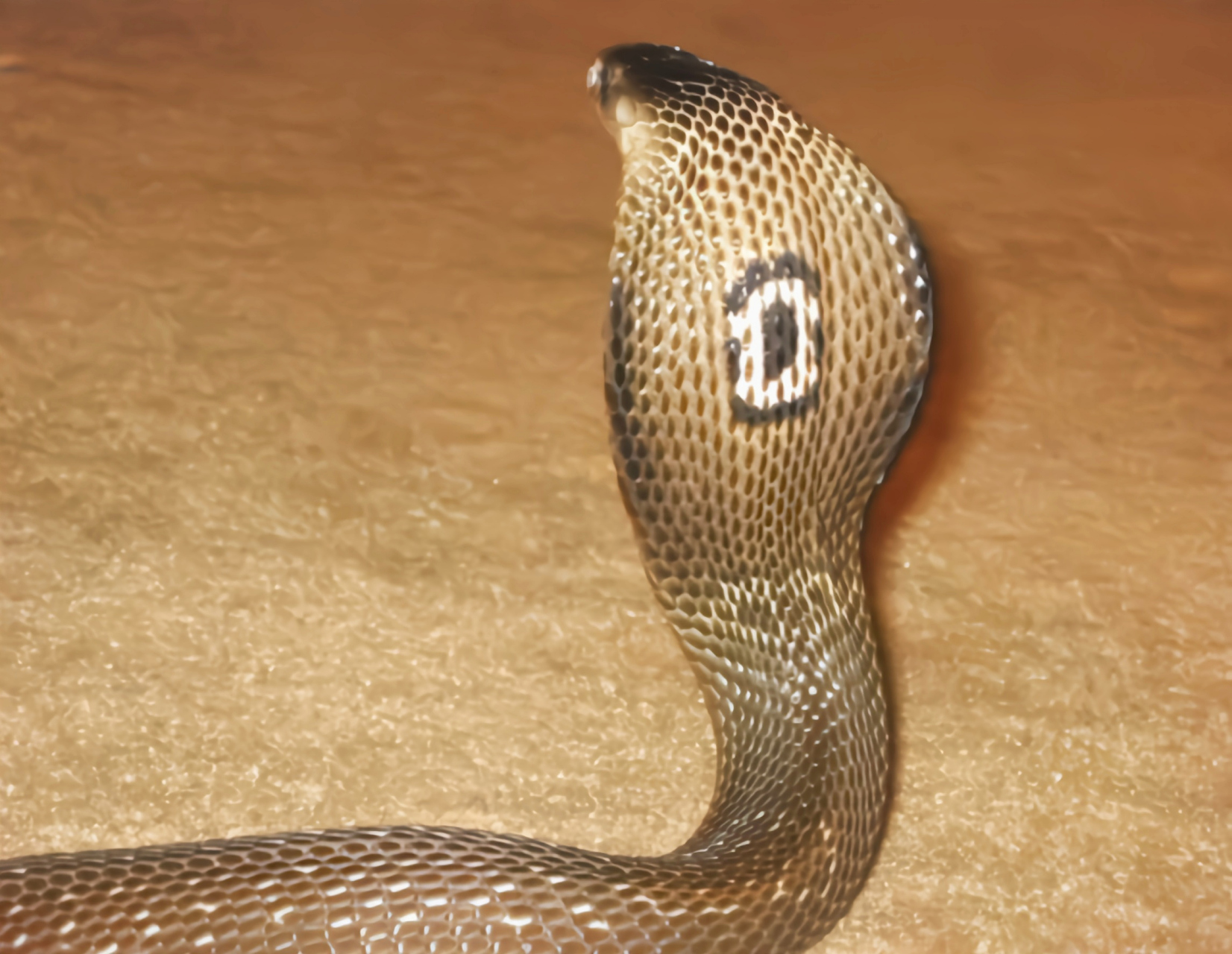 跨年创作挑战赛# 单眼眼镜蛇,亦称孟加拉眼镜蛇,是一种大型前沟牙