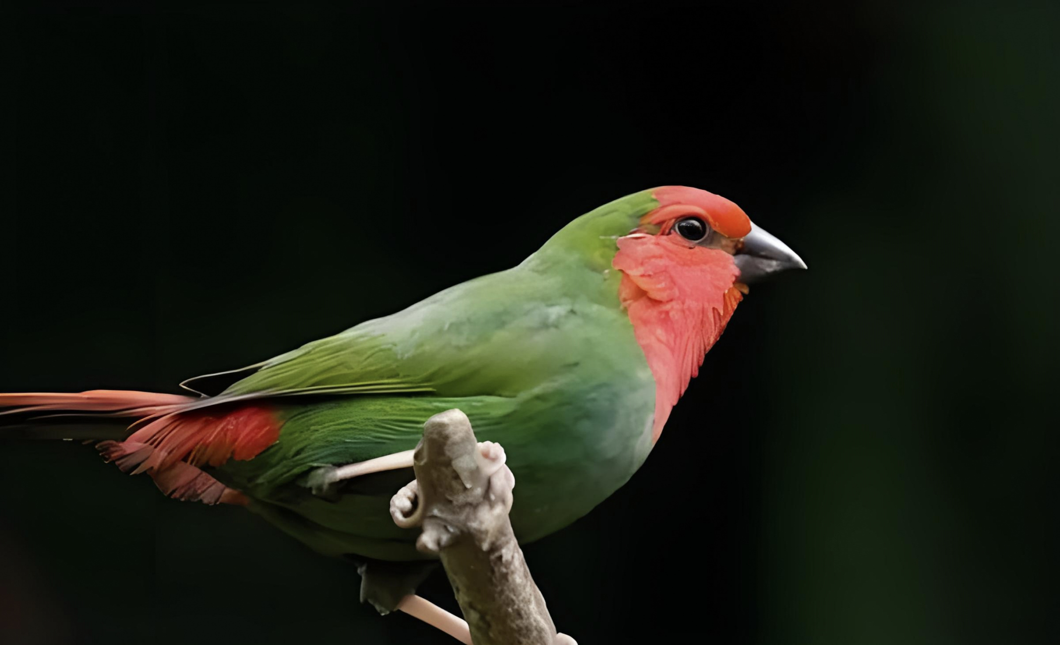 跨年创作挑战赛# 红喉鹦雀(学名:erythrura),一种美丽的鸟类,其头部