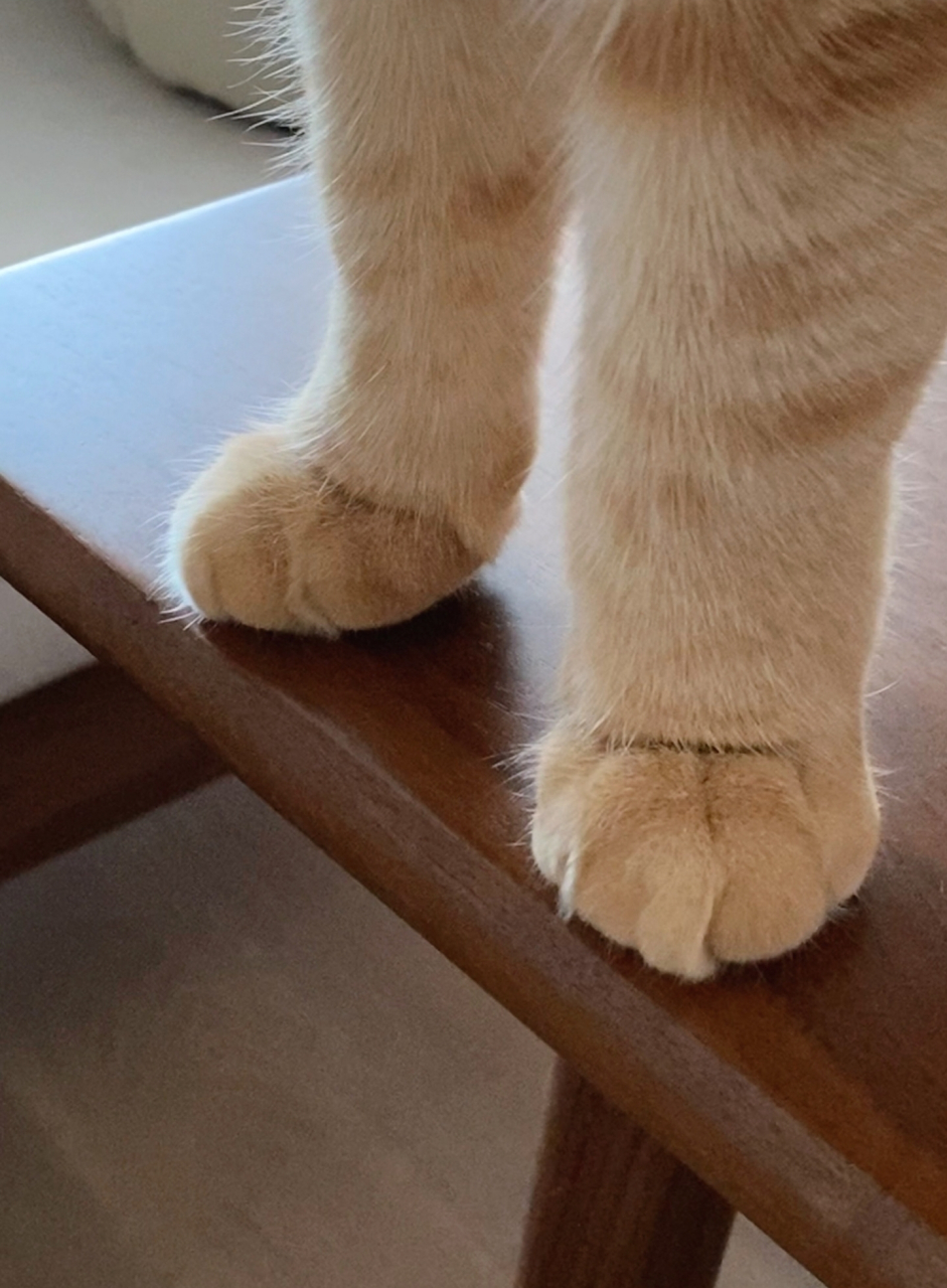 猫脚可以看性格, 什么猫都一目了然😏