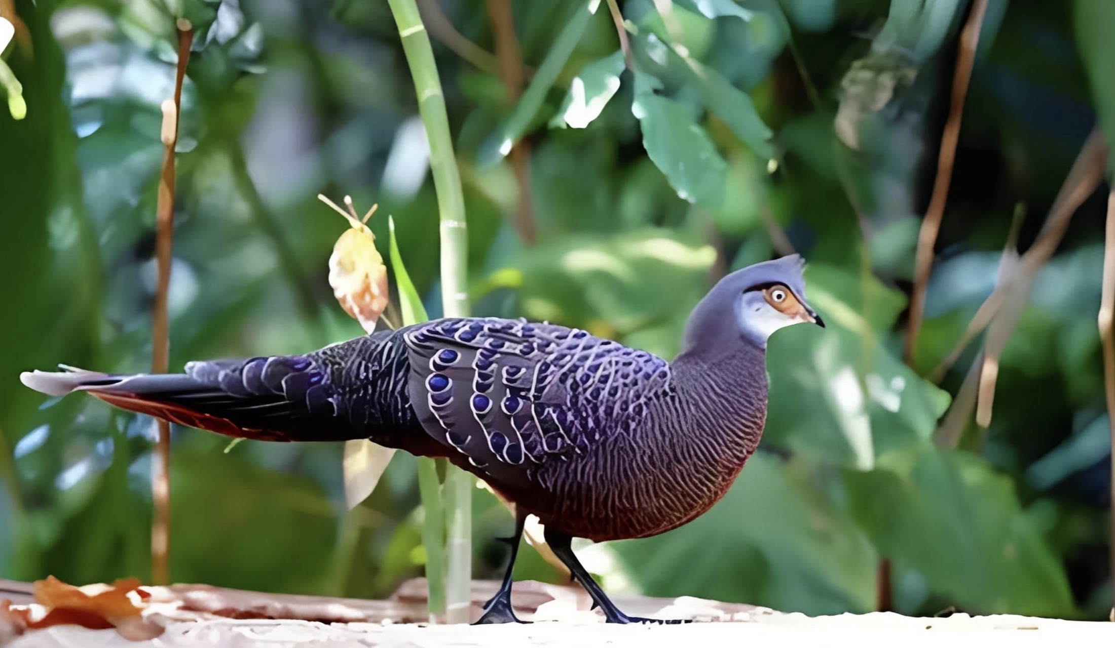 跨年创作挑战赛# 海南孔雀雉,这一独特的中国海南特有鸟类,分布区域