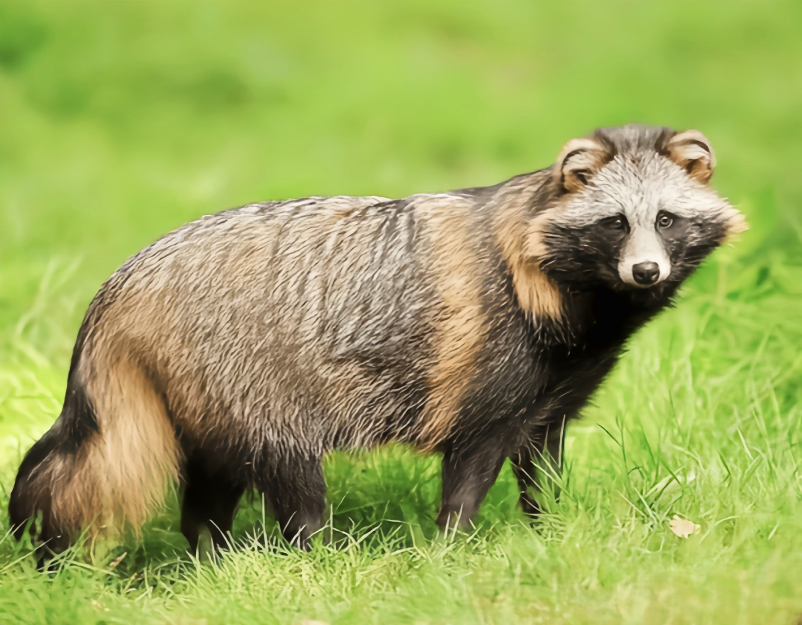 跨年创作挑战赛# 貉子是一种非常古老的犬科动物,被认为可能是犬科