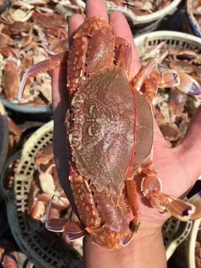 蟹壳软糯的蟹:扁蟹怎么做好吃