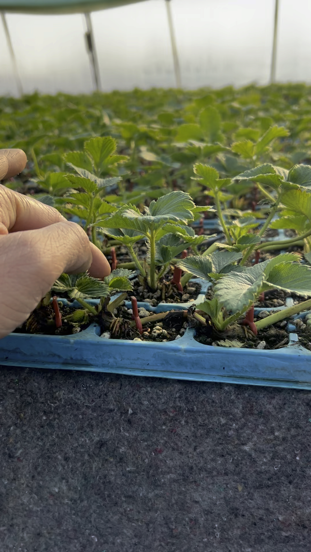 随珠香野草莓苗基地,早熟的佼佼者