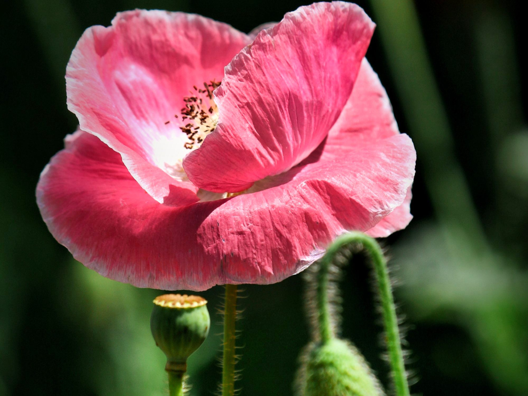 虞美人的花语与寓意:从历史到现代的浪漫之花