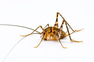 "蛛丝马迹"和"鸟迹虫丝",你用对了吗?