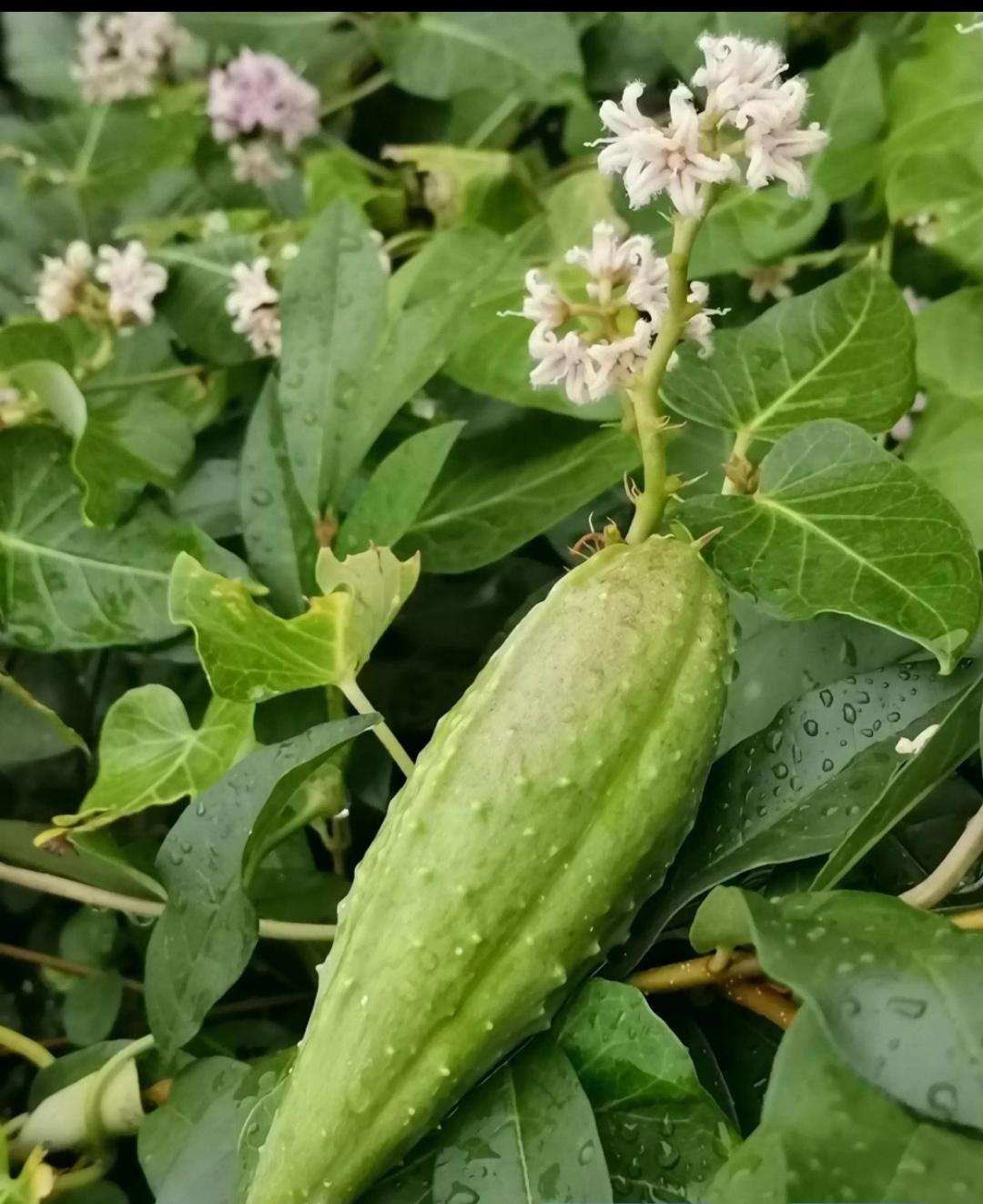药用植物一萝摩