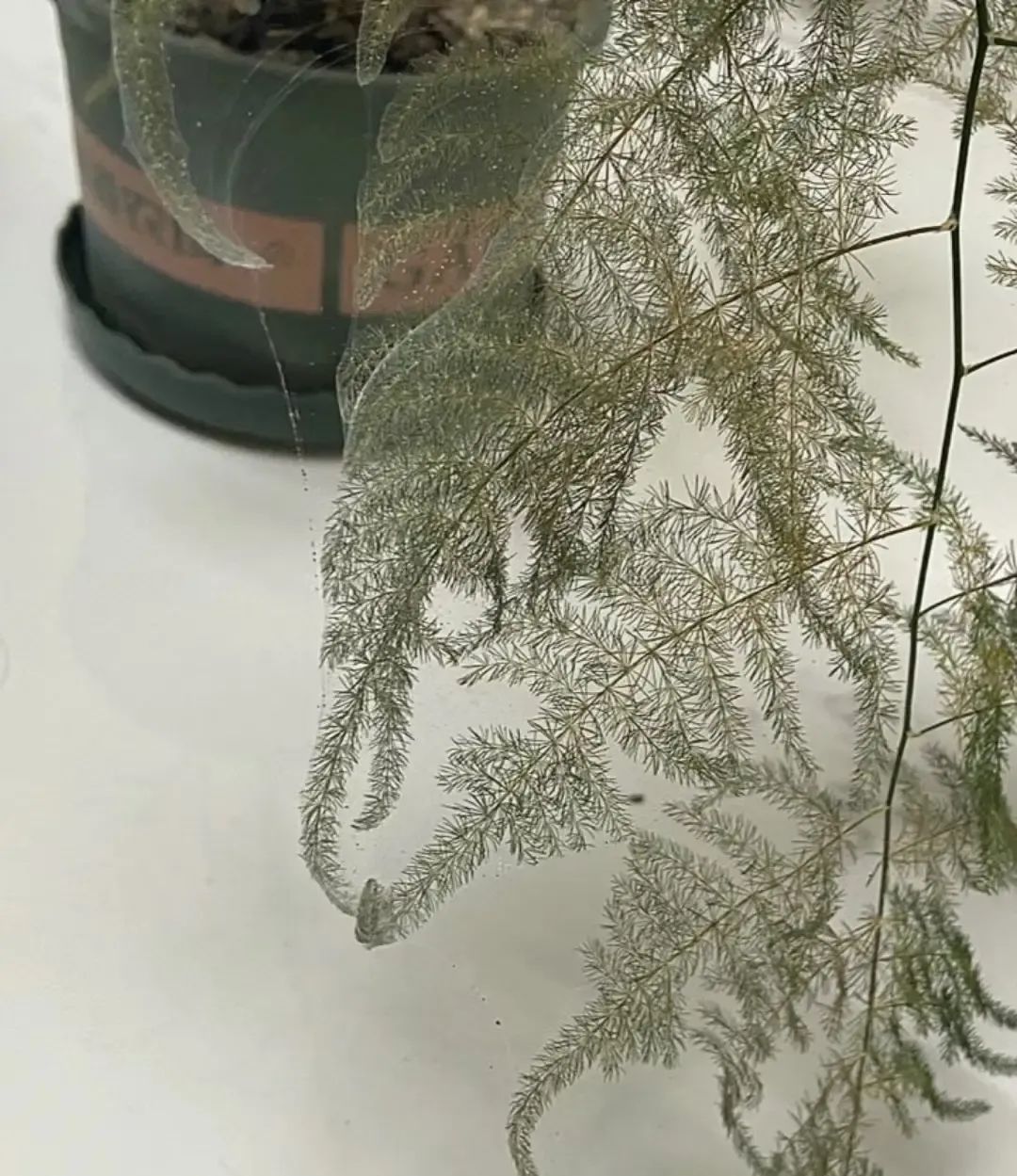 文竹结蜘蛛网了?其实是红蜘蛛,赶紧喷药,晚了没救了!