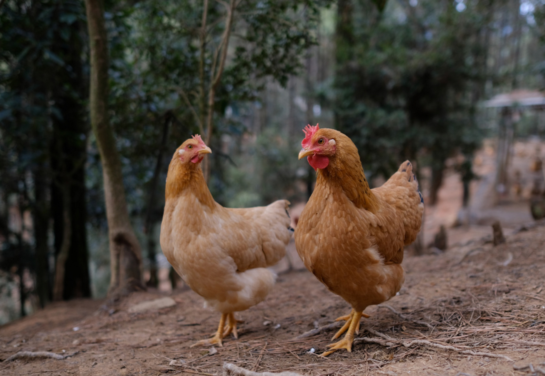 中国有四种著名的鸡品种:清远麻鸡,河田鸡,文昌鸡和天山雪鸡.