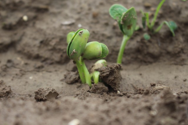 豆角几天发芽出土