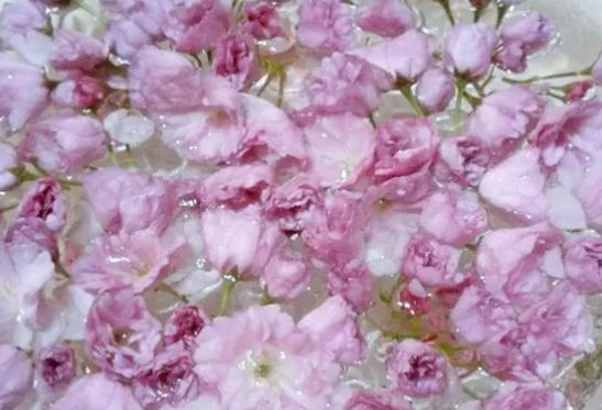 食用樱花是不错的营养补充方式