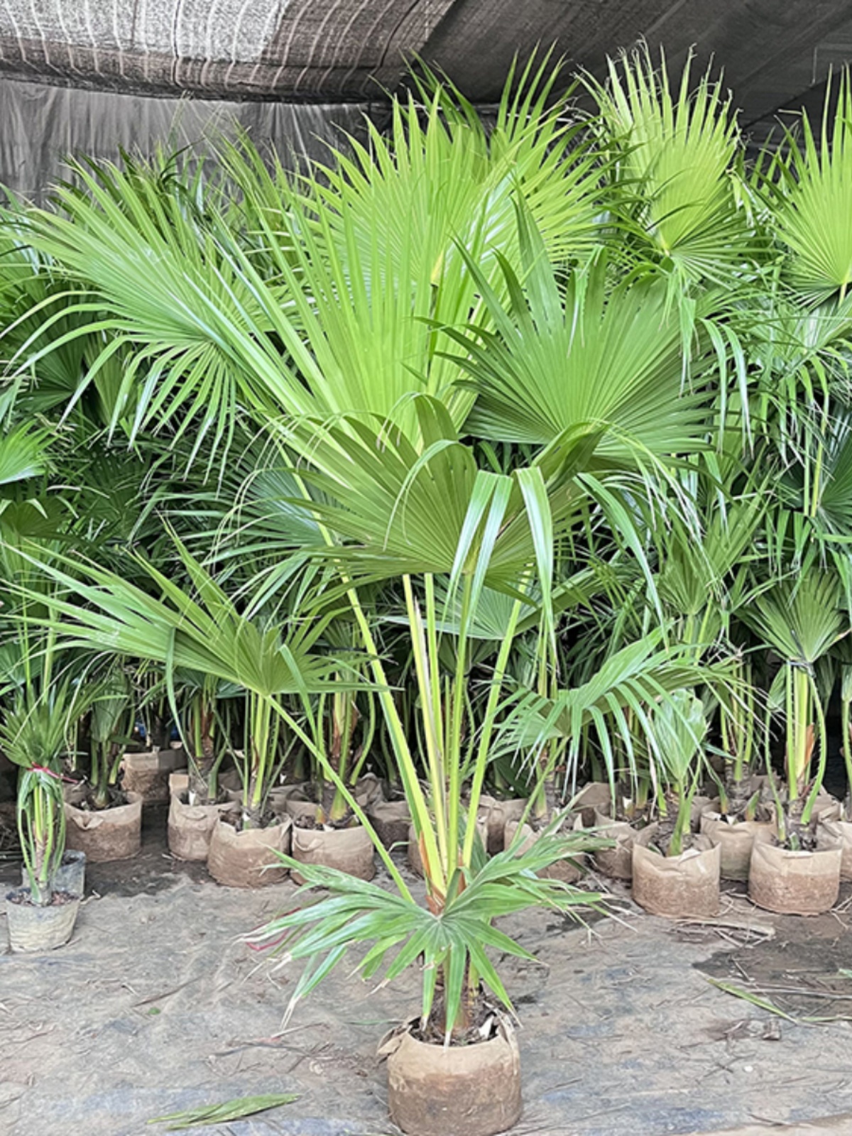 大叶蒲葵:你的庭院绿植新选择