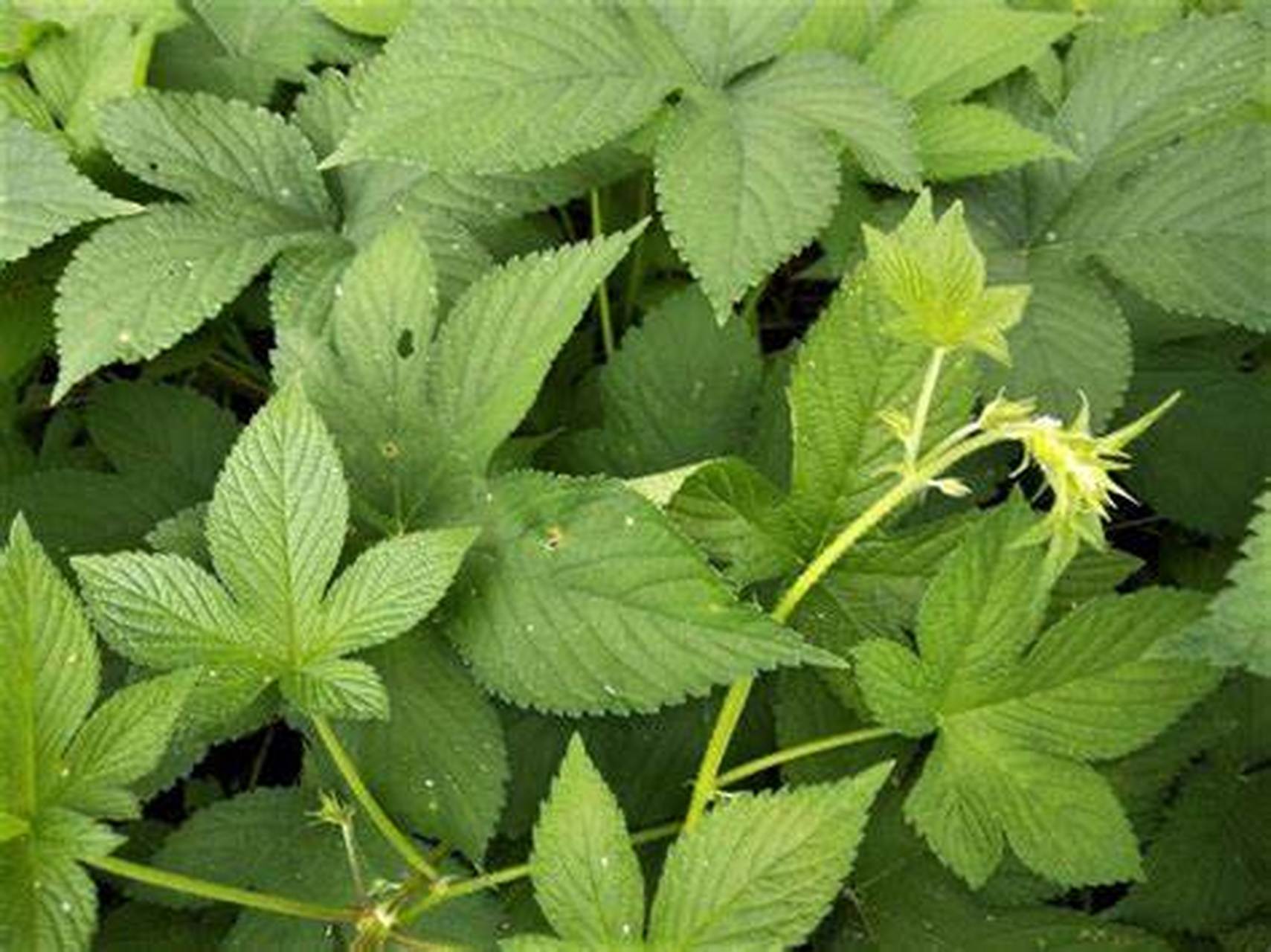 尊重并爱护这一大自然的神奇恩赐吧![原文:拉拉秧:一个被忽视的自然.