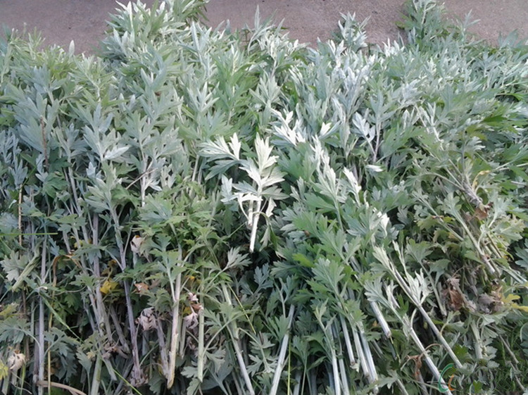 万胜苗颜堂丨每天认识一味药材——艾草