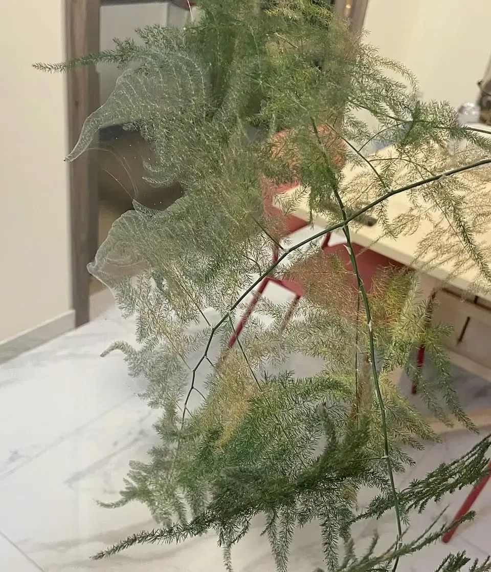 文竹结蜘蛛网了?其实是红蜘蛛,赶紧喷药,晚了没救了!