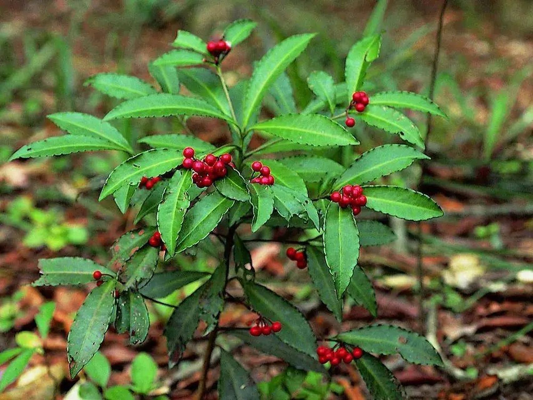 朱砂根是一种美丽,寓意吉祥,观赏价值高的盆景植物,被称为"黄金万两"