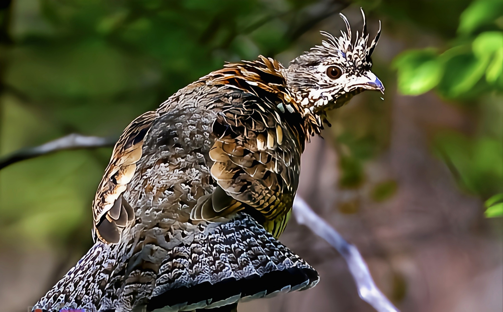 跨年创作挑战赛# 披肩榛鸡(学名:bonas.