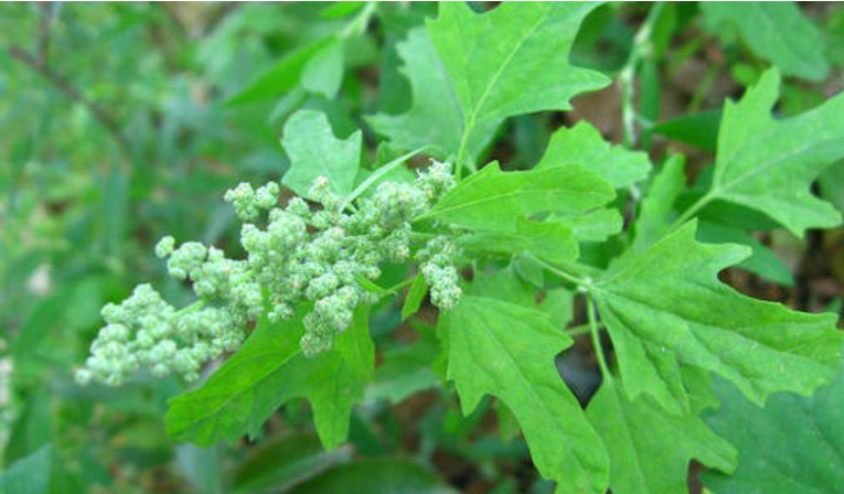 农村有一种野菜叫灰灰菜,你吃过吗?