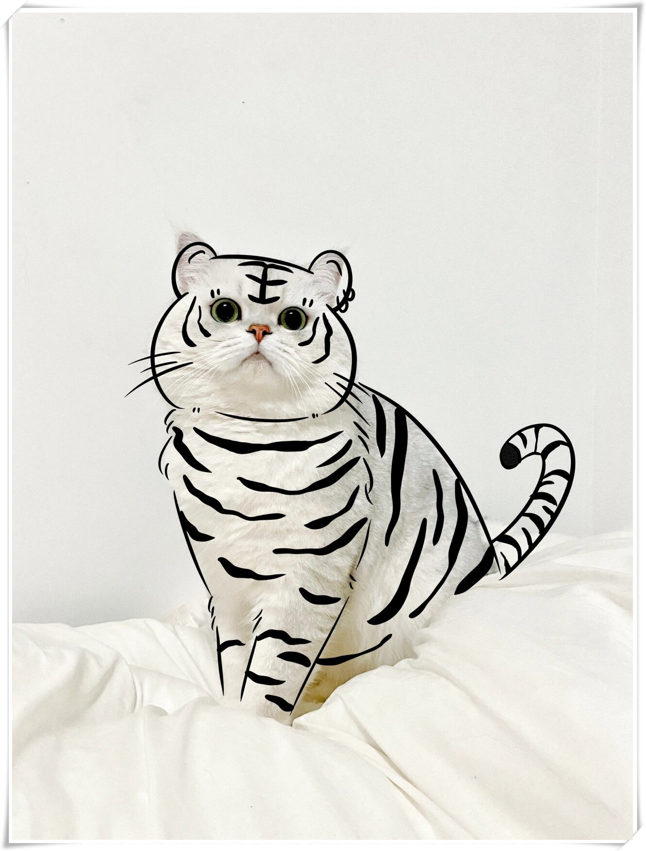 这只老虎怎么长得这么像猫呢?   #我要上热门