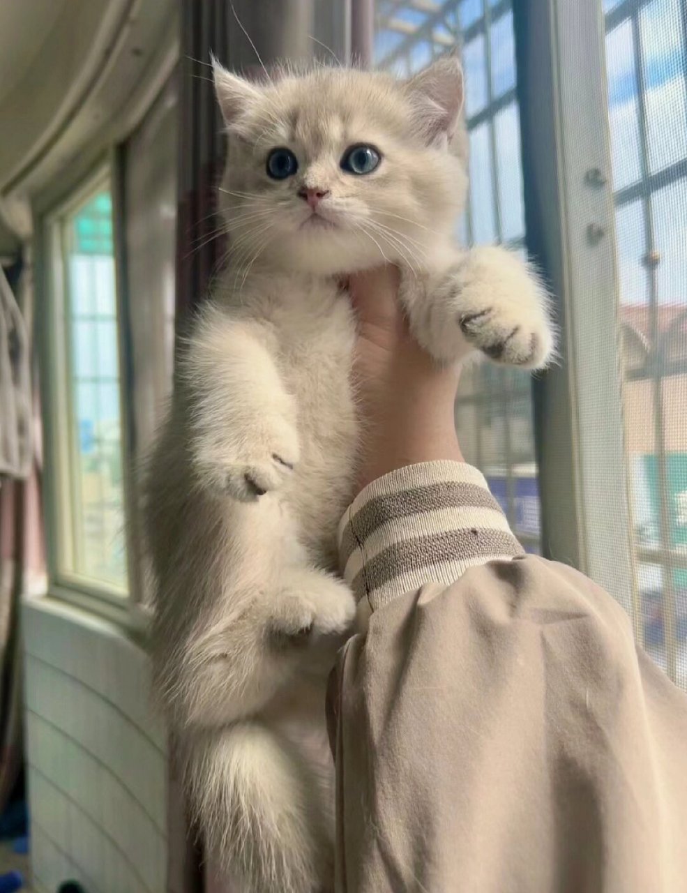 蓝金英短小奶猫  小猫咪非常听话,每当被叫唤时都会积极回应,性格温顺