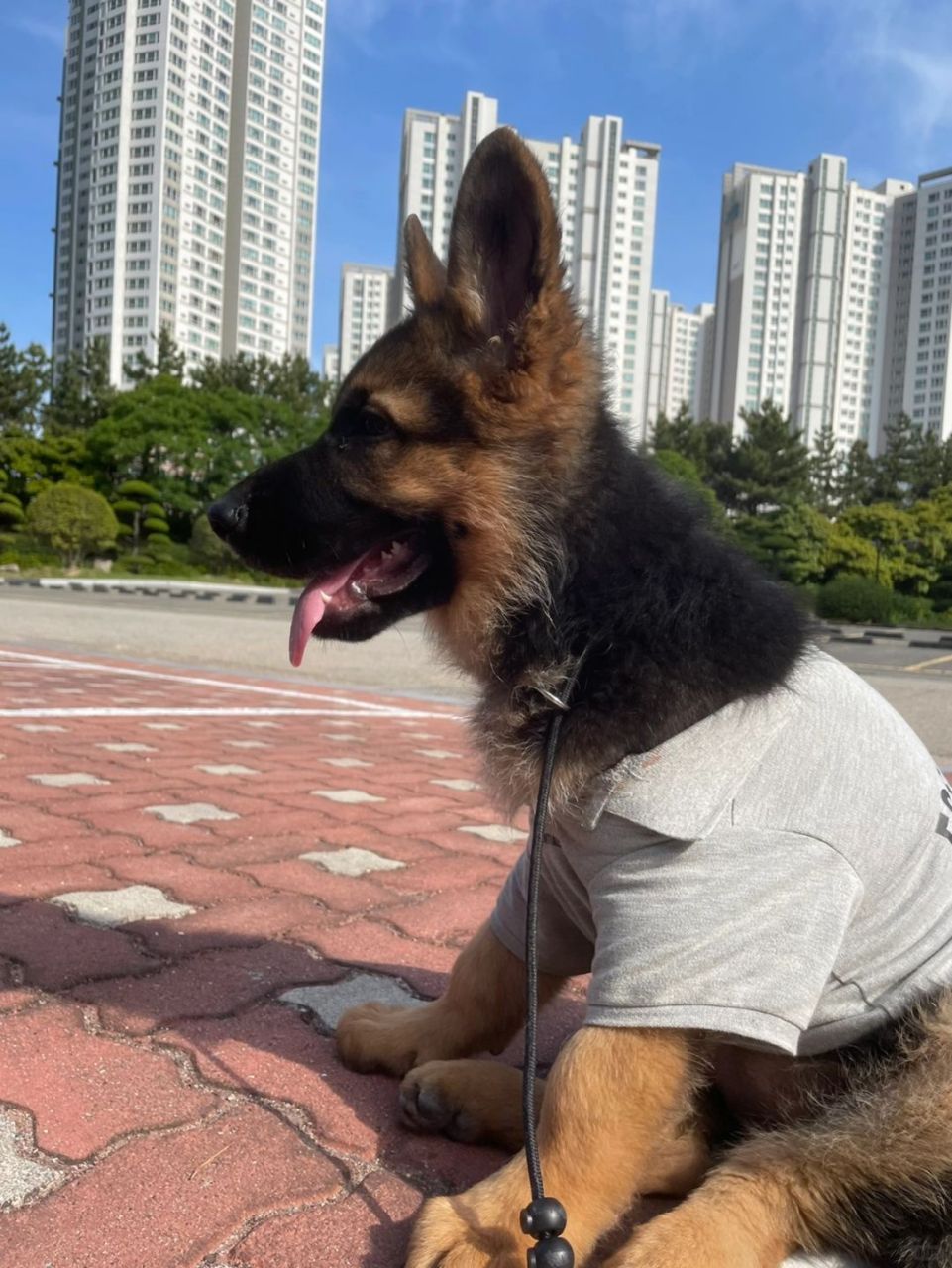 在这张照片中,我们可以看到一只刚刚开始成型的小狼狗