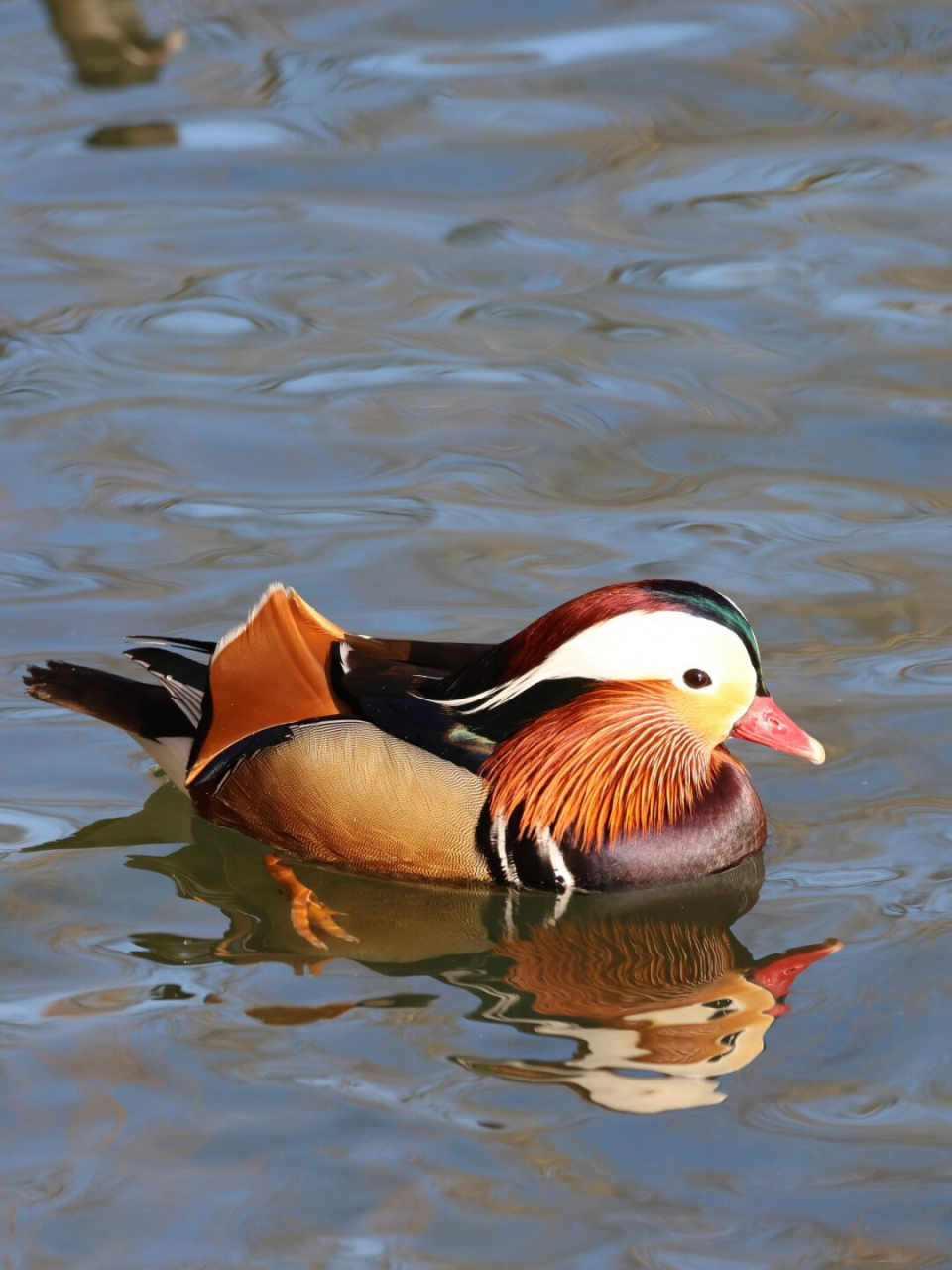 带你认识99种飞羽  鸳鸯:鸭科中的颜值担当  鸳鸯,鸭科中的一员,以其