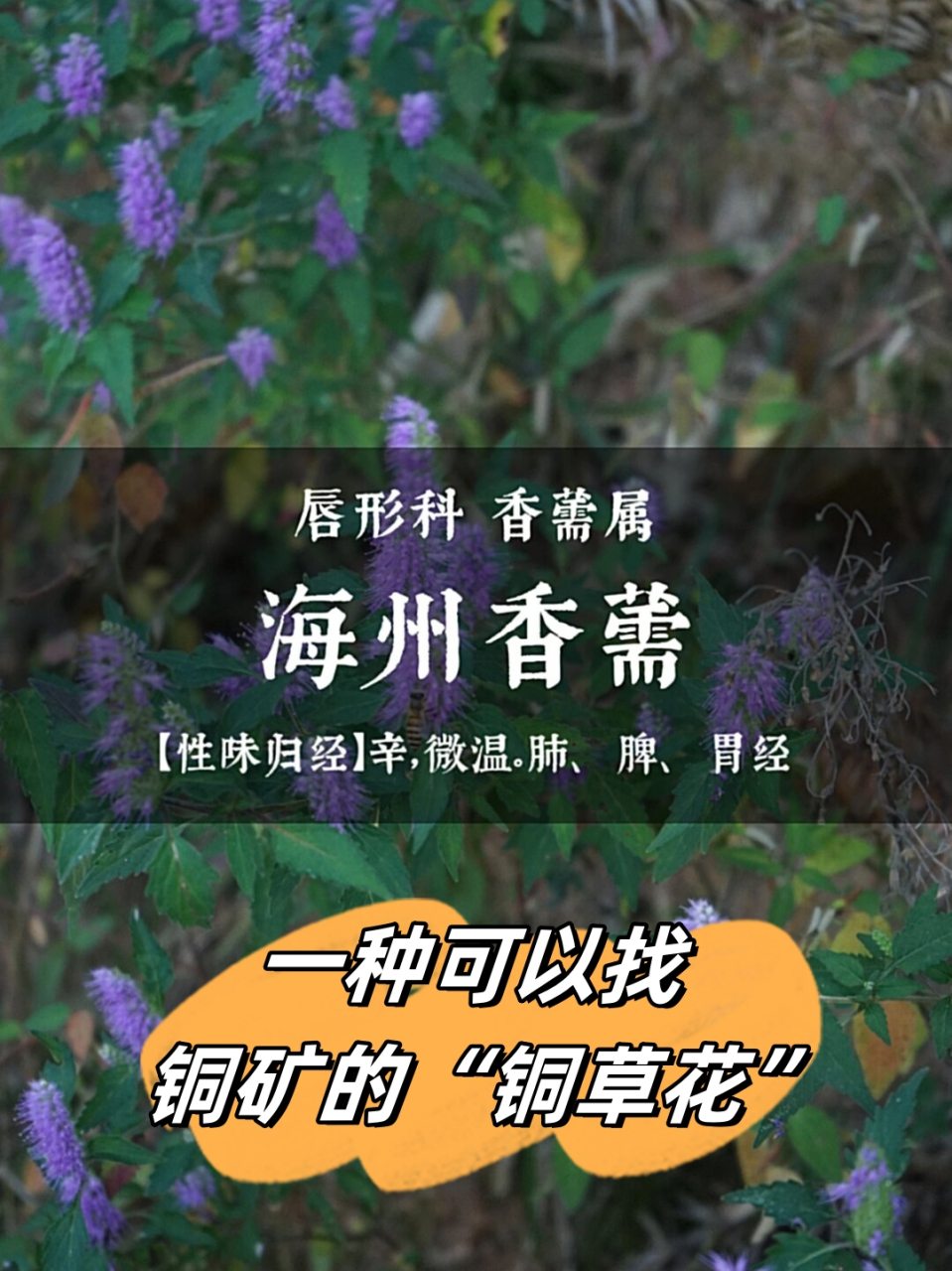 一种可以找铜矿的"铜草花"  海州香薷,又被称为铜草和铜草花,是一种