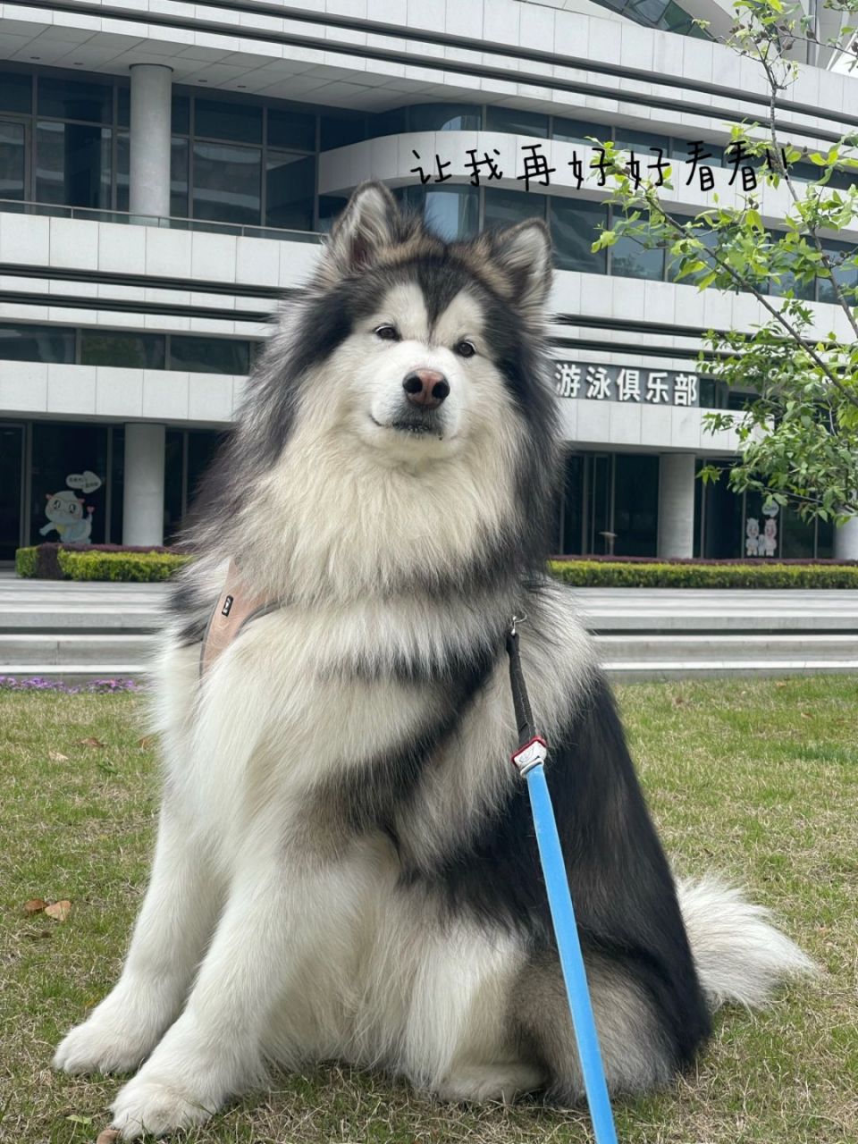 阿拉斯加犬是一种非常友好和忠诚的犬种,它们喜欢与人类互动和玩耍.
