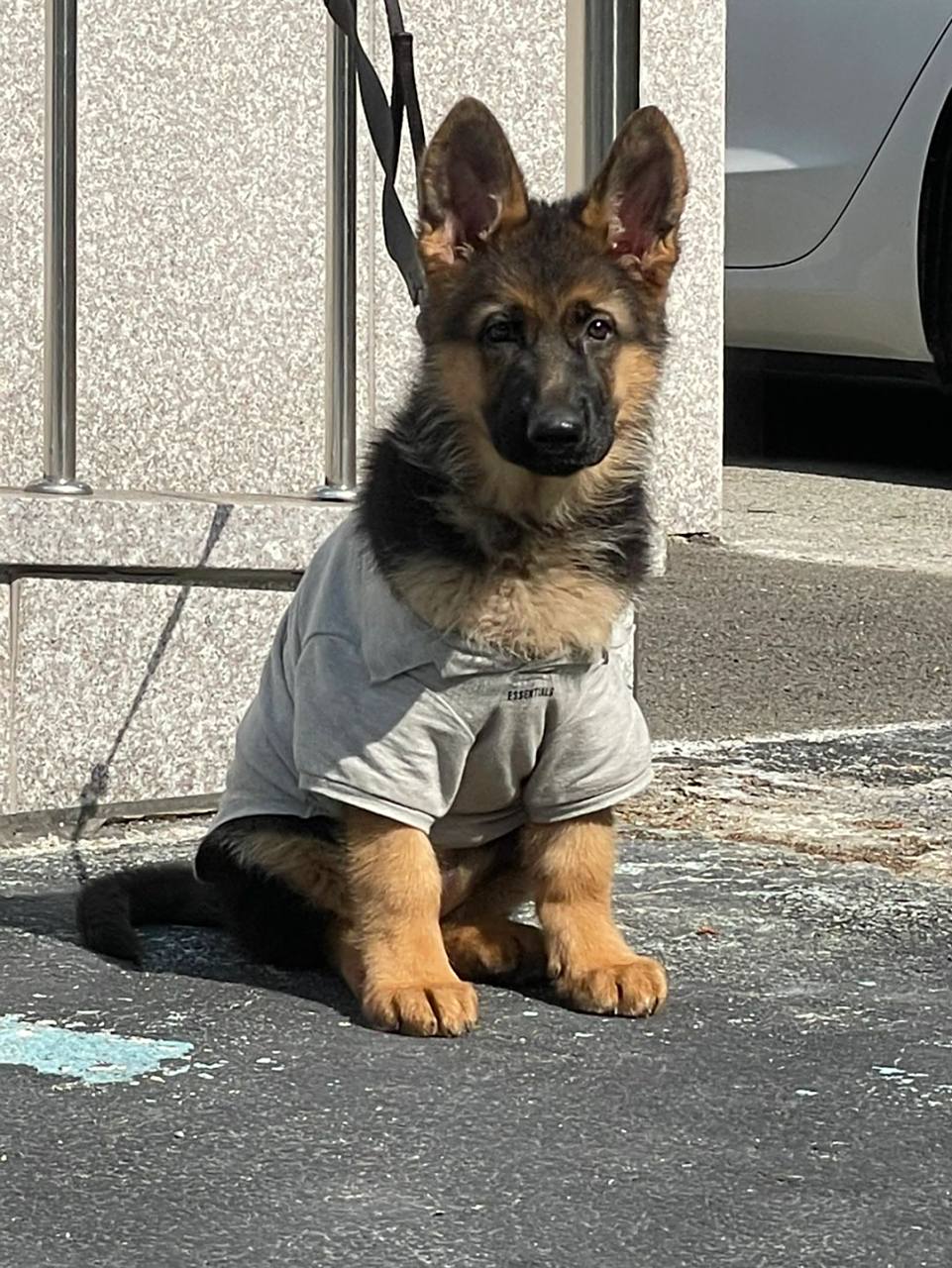 在这张照片中,我们可以看到一只刚刚开始成型的小狼狗