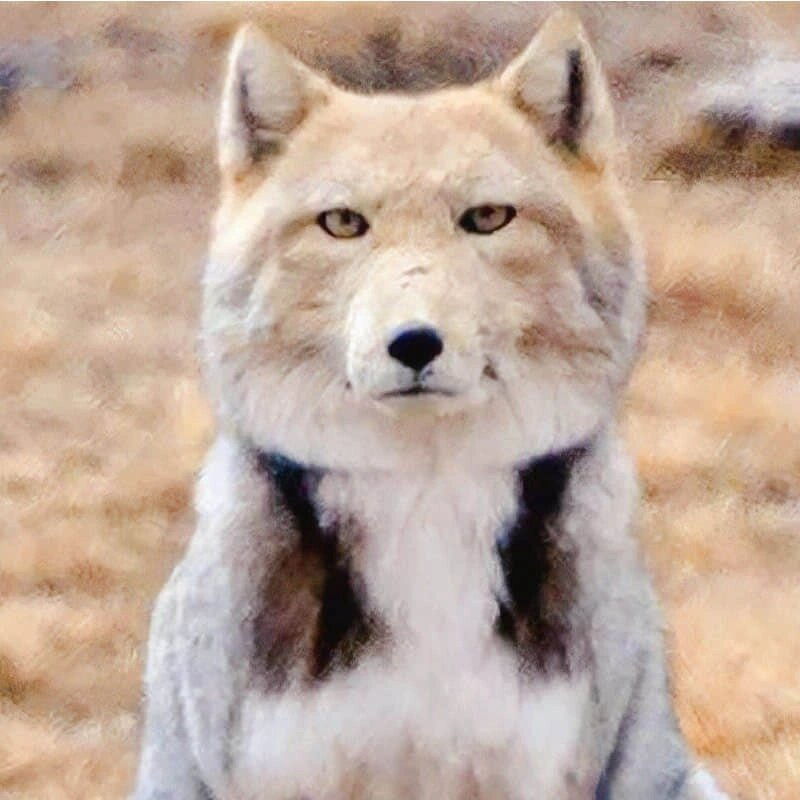 搞笑脸表情包藏狐  哎呀,你知道藏狐吗?它可是以脸出名的动物哦!