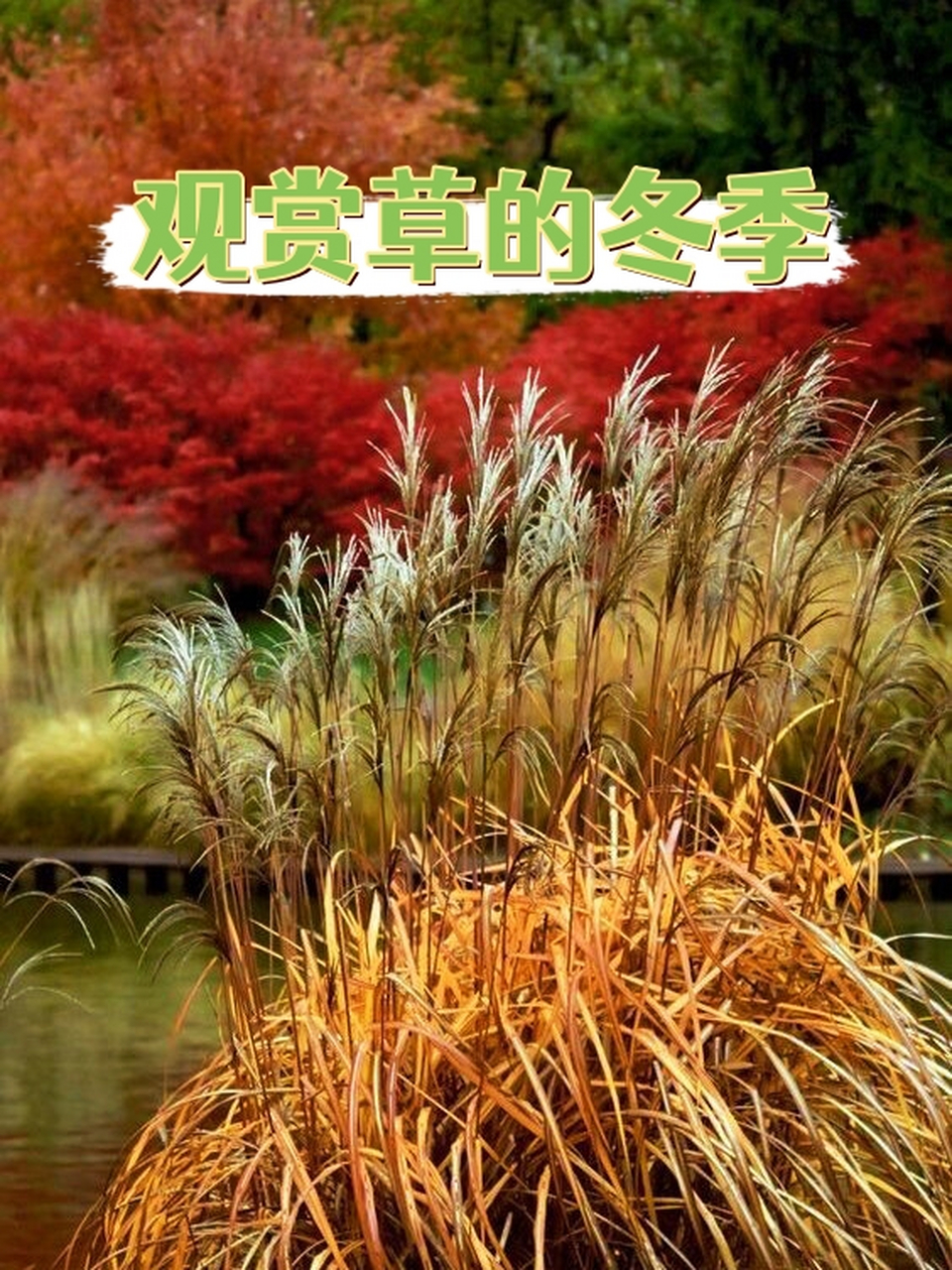 观赏草的冬季  观赏草以其独特的韵味和姿态,在园林造景中占据了重要