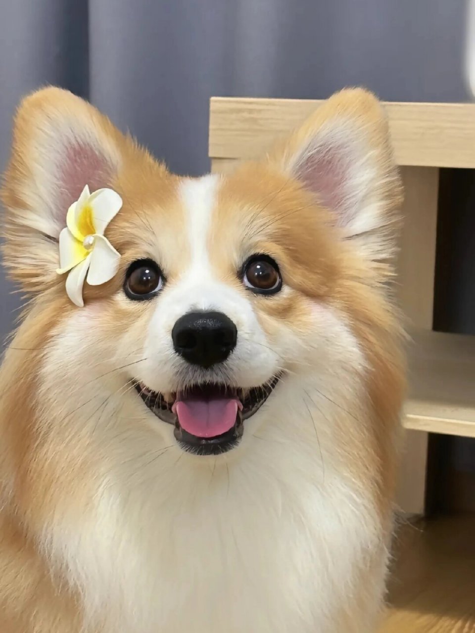 第一次见这么漂亮的柯基  小短腿柯基犬真是超级可爱又秀气呀!