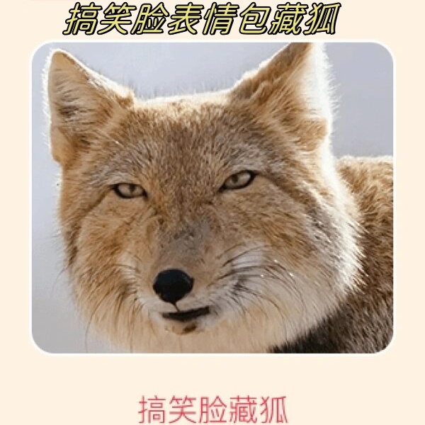 哎呀,你知道藏狐吗?它可是以脸出名的动物哦!