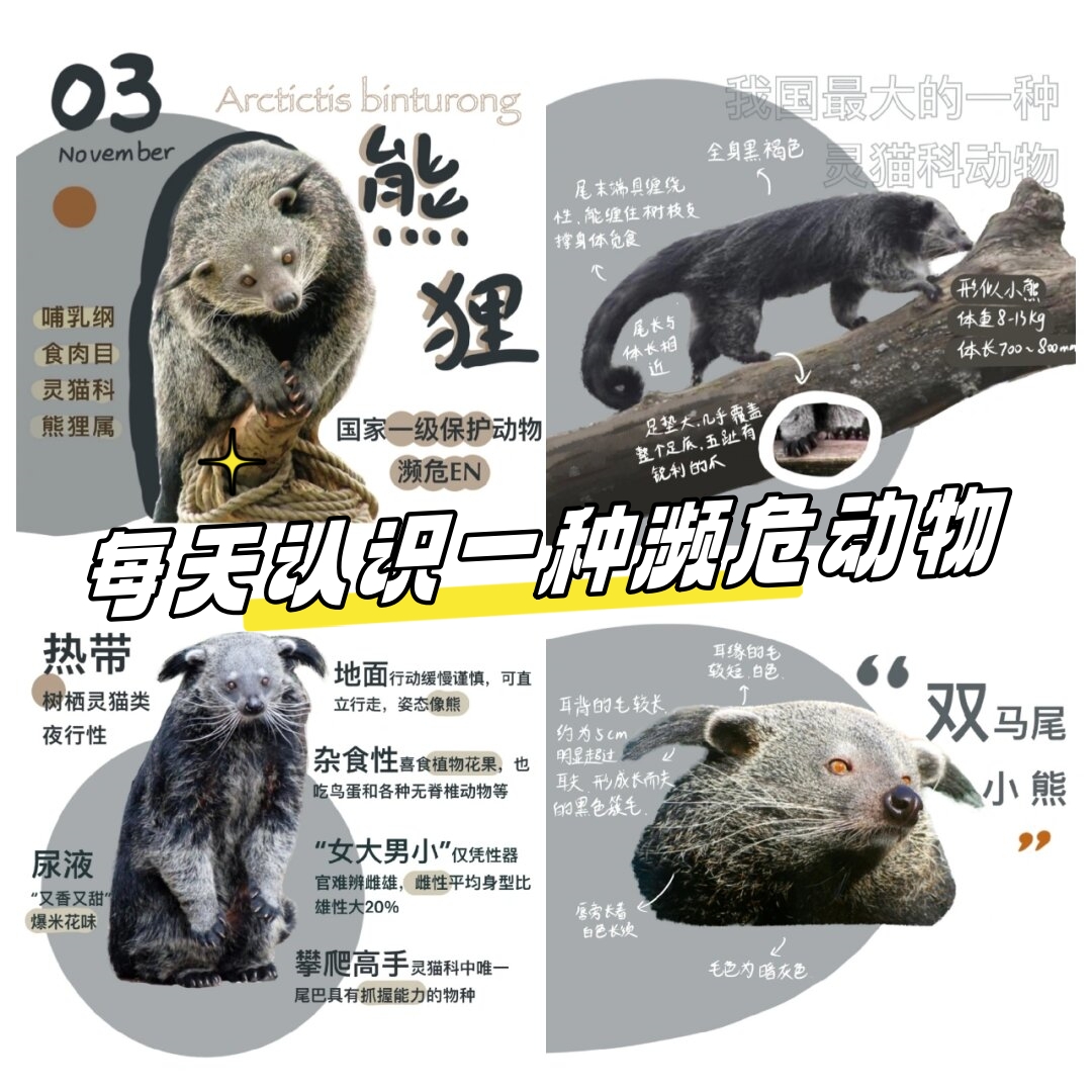 每天认识一种濒危动物