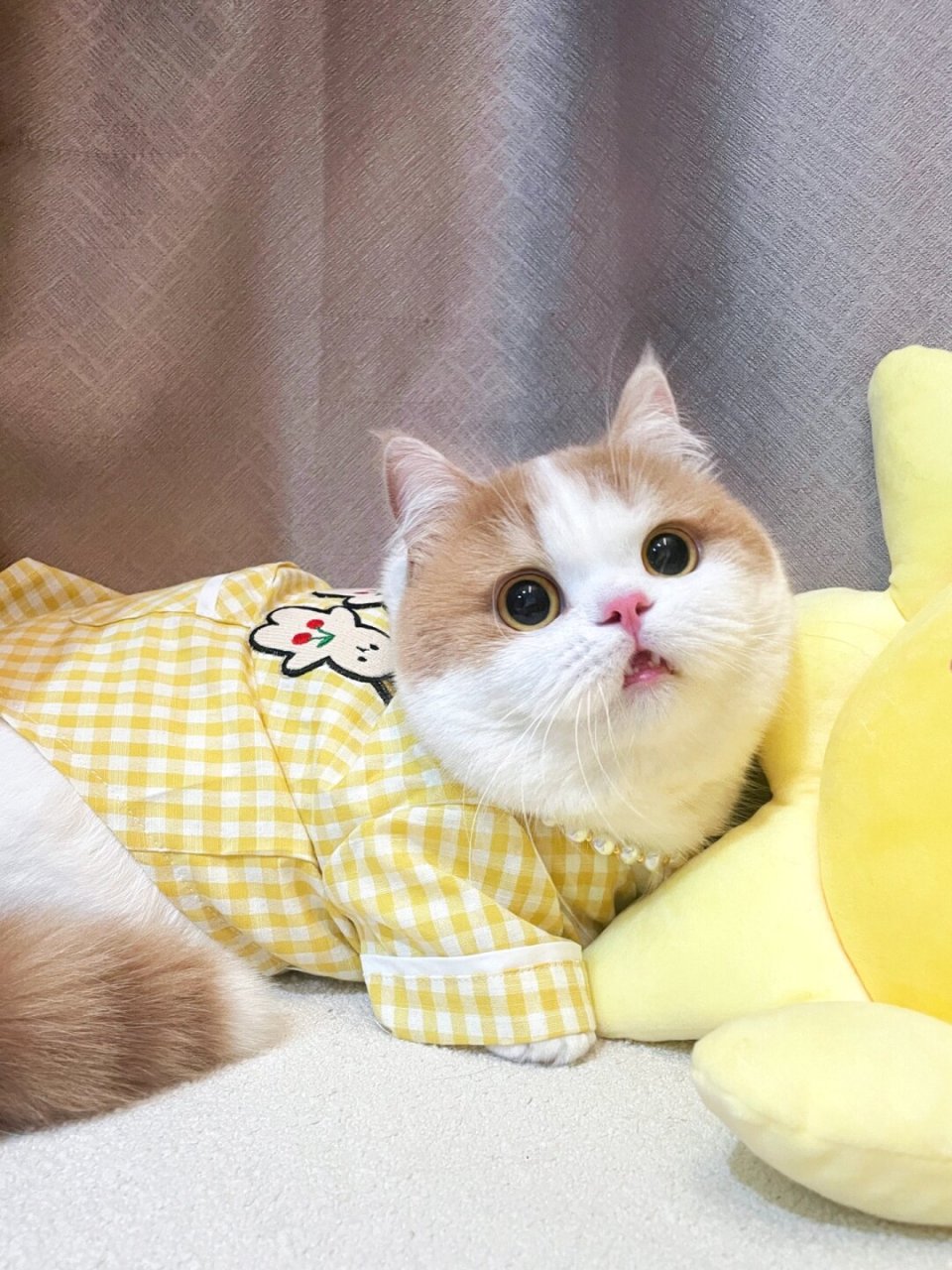 主动贴贴的小猫咪是要被吸秃的  无论何时何地,它总是以一副呆萌的