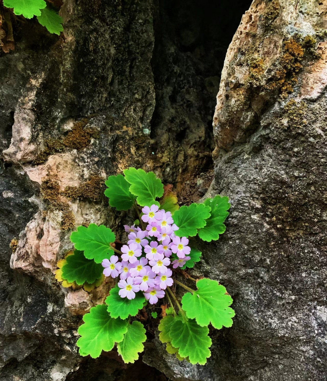 上山发现一朵这样的花,这是什么花呢,有知道的吗