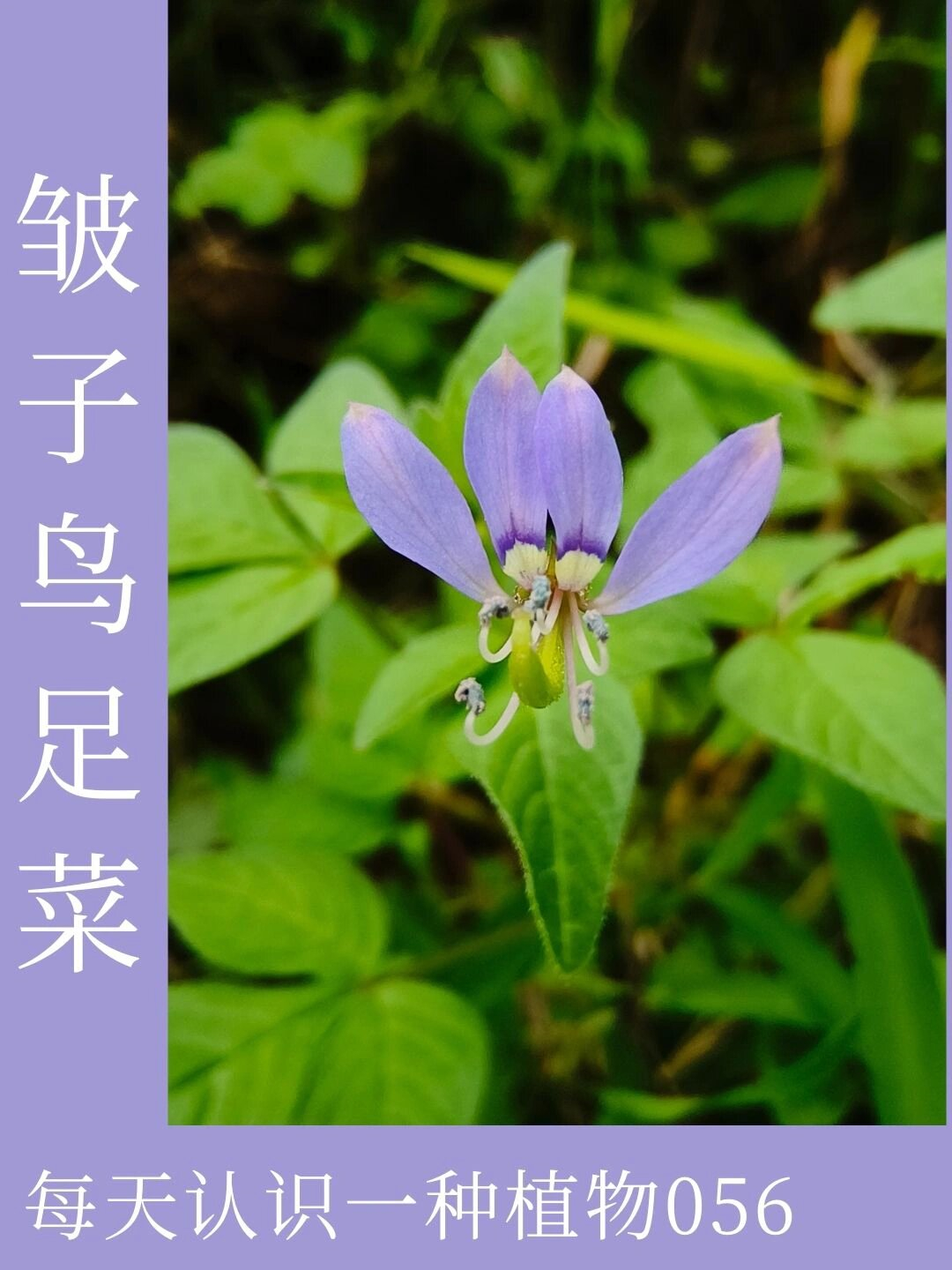 鞋子花野菜图片