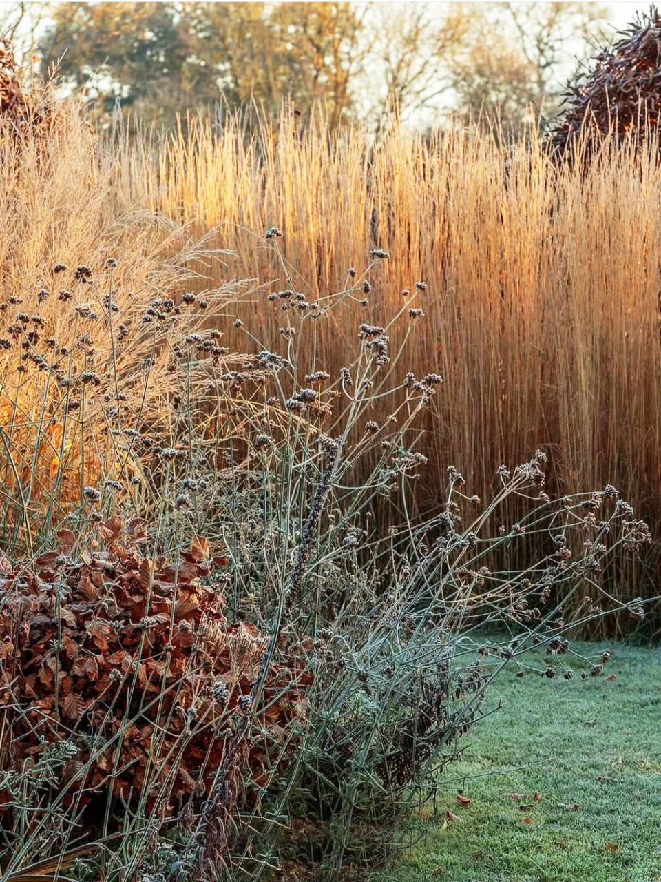 观赏草的冬季  观赏草以其独特的韵味和姿态,在园林造景中占据了重要