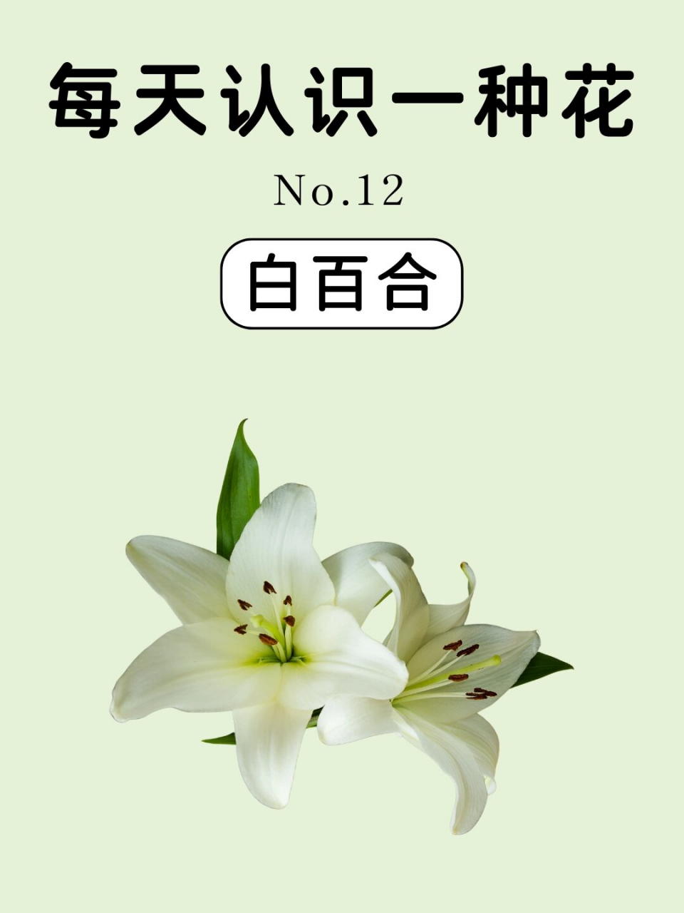 认识一种花——白百合花  【植物简介】: 白百合,又被称为圣母之泪,是