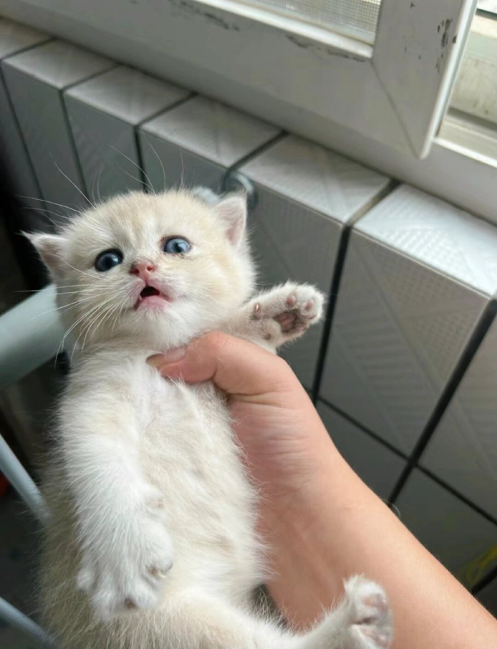 蓝金英短小奶猫  小猫咪非常听话,每当被叫唤时都会积极回应,性格温顺