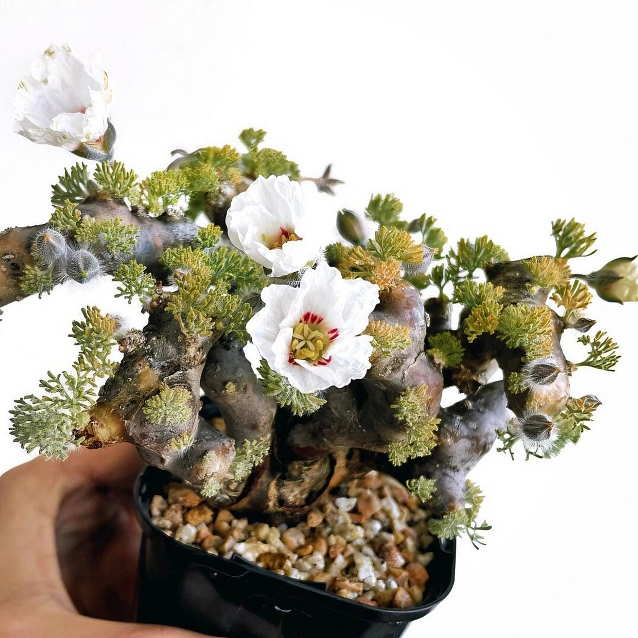 小小块根图鉴黑皮月界  黑皮月界,也被称为黑罗刹或黑罗莎,是一种半