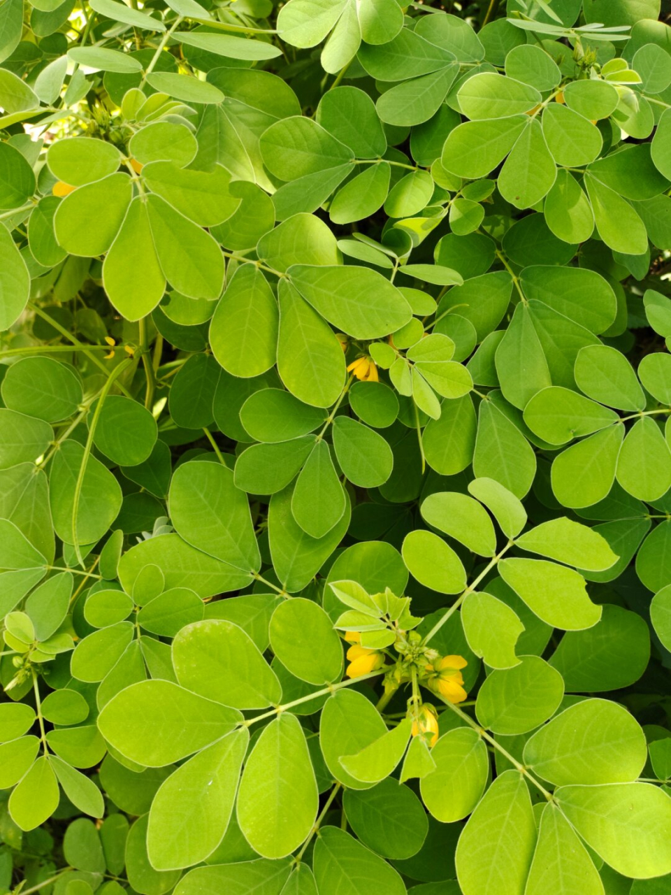 每天认识一种植物—决明  91草决明,羊明,羊角,马蹄决明,还瞳子,假