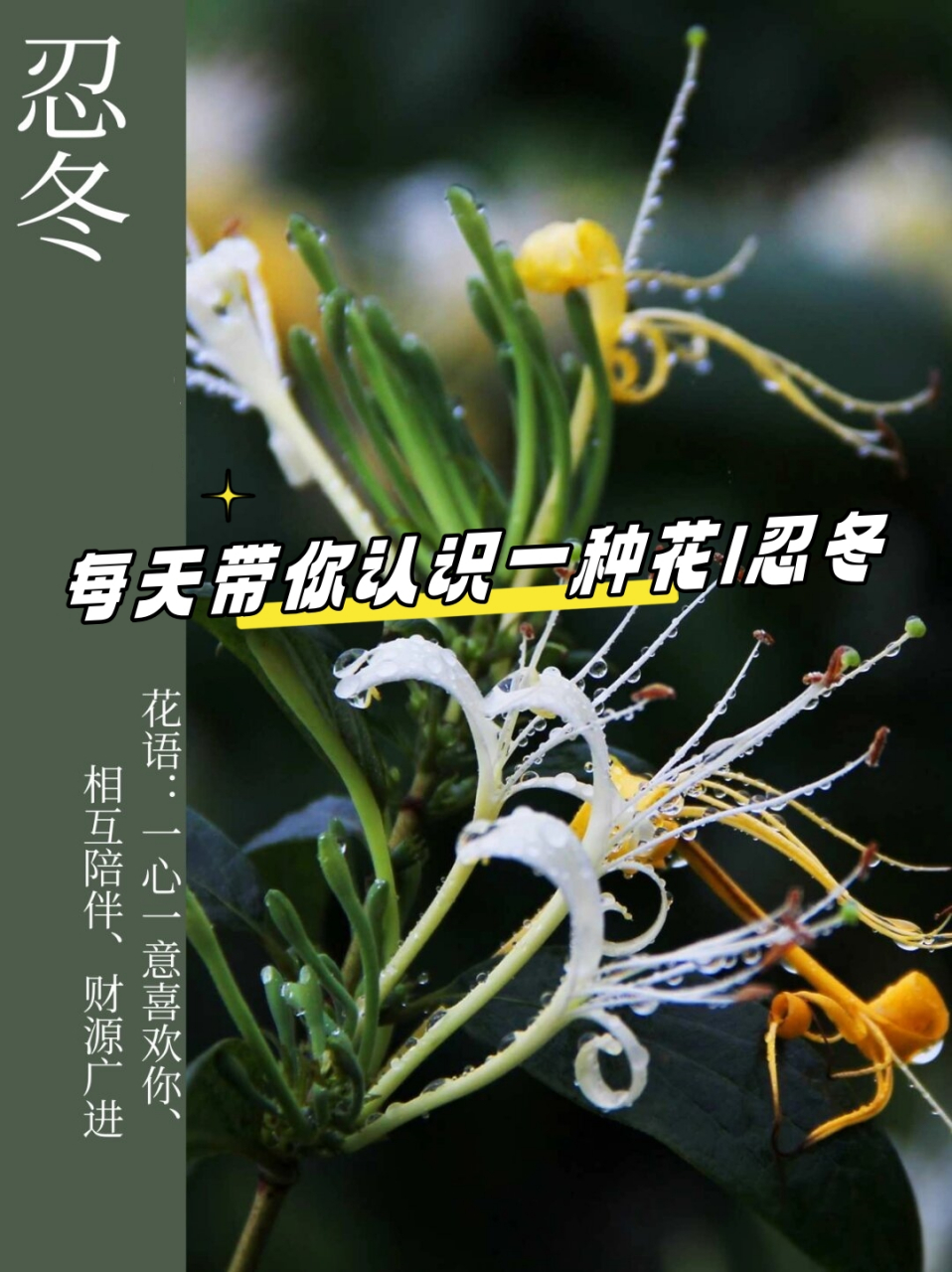 每天带你认识一种花|忍冬  中文名:忍冬(ren dong) 拉丁学名
