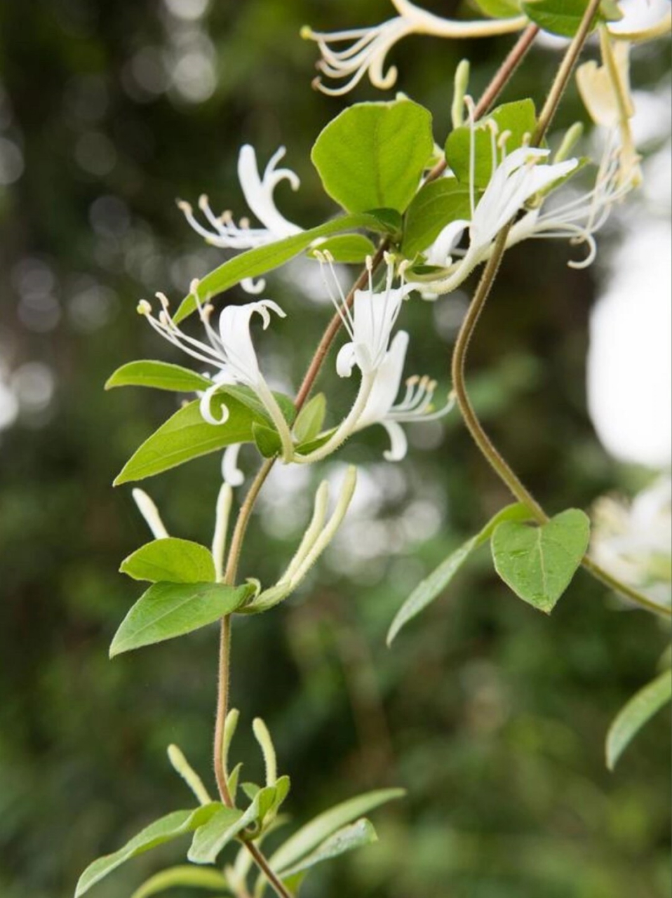 每天带你认识一种花|忍冬  中文名:忍冬(ren dong) 拉丁学名