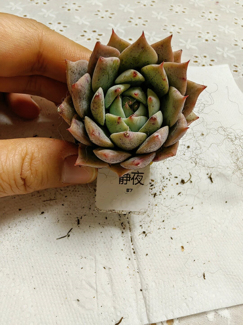 每天认识一款多肉05～静夜  静夜,景天科拟石莲花属的一种小型多肉