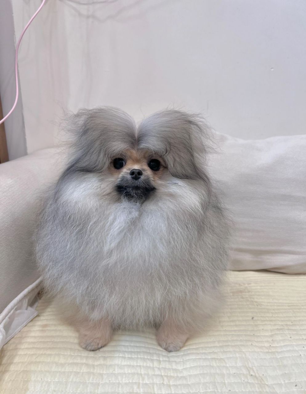 博美的发型可以根据不同的风格和喜好进行变化,有些主人会选择保持